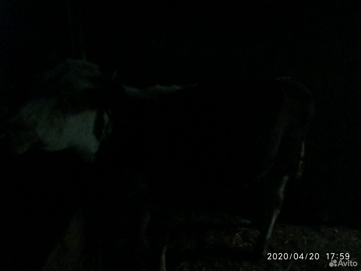 Тёлка на корову купить на Зозу.ру - фотография № 1