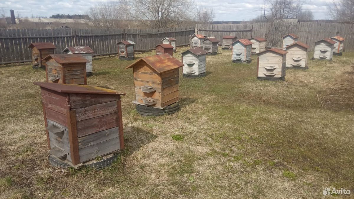 Ульи с пчелами 10 семей купить на Зозу.ру - фотография № 2