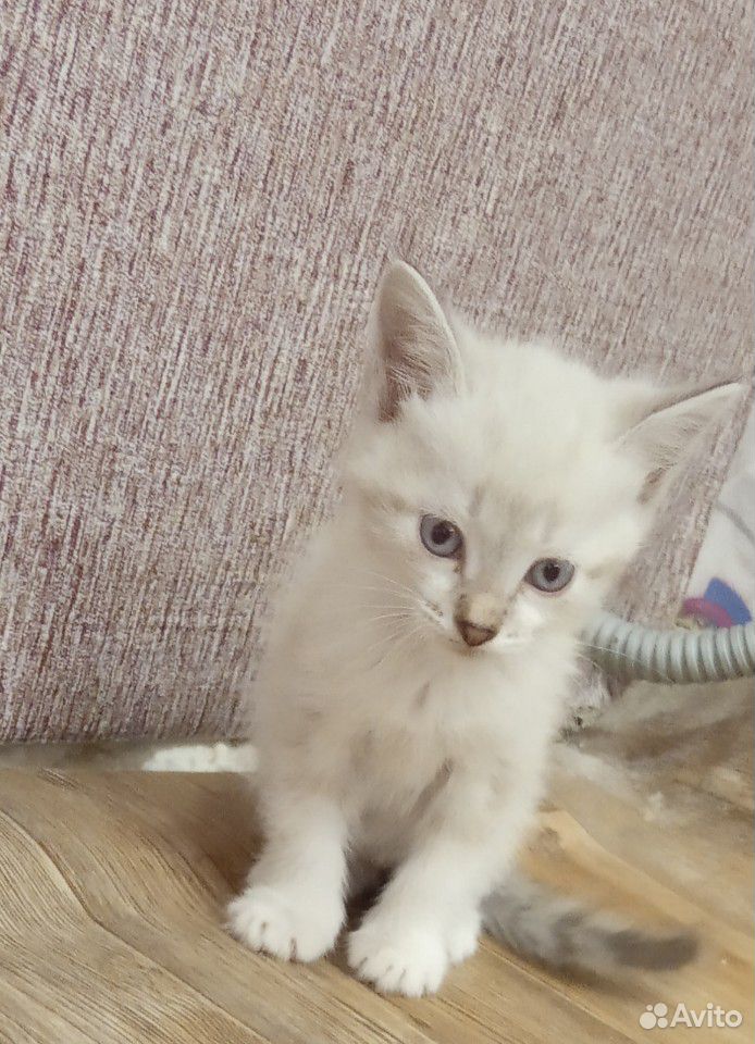 Отдадим котят бесплатно родились 13 марта купить на Зозу.ру - фотография № 2