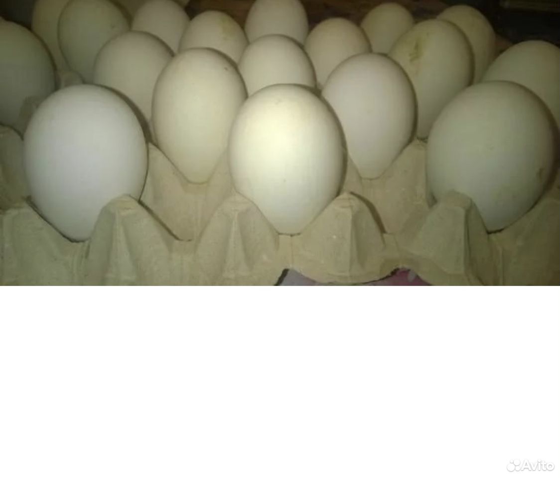 Гусиное инкубационное яйцо « Линда» купить на Зозу.ру - фотография № 1