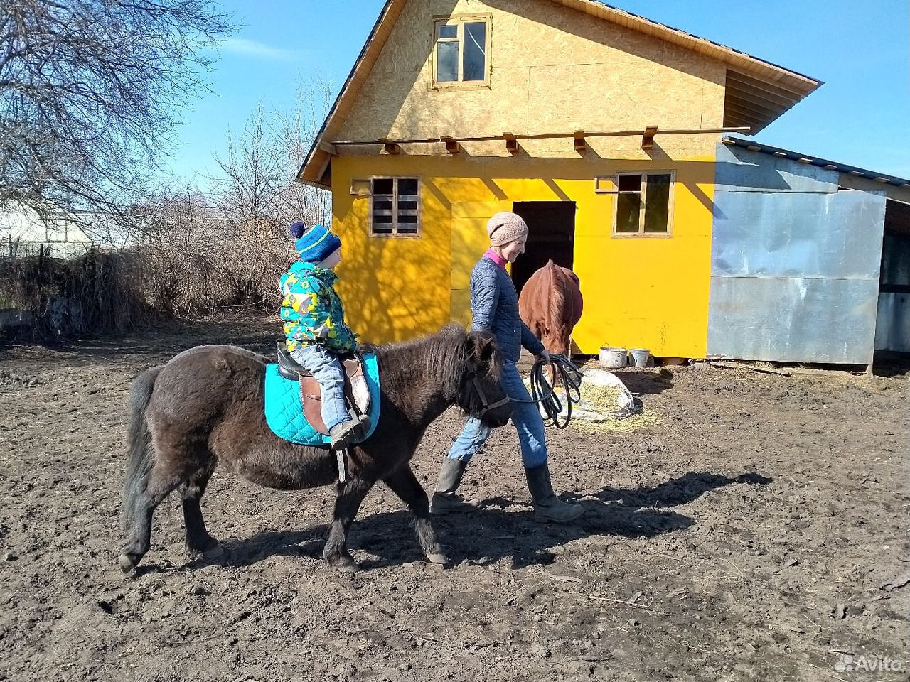 Племенная шетлендская пони купить на Зозу.ру - фотография № 6
