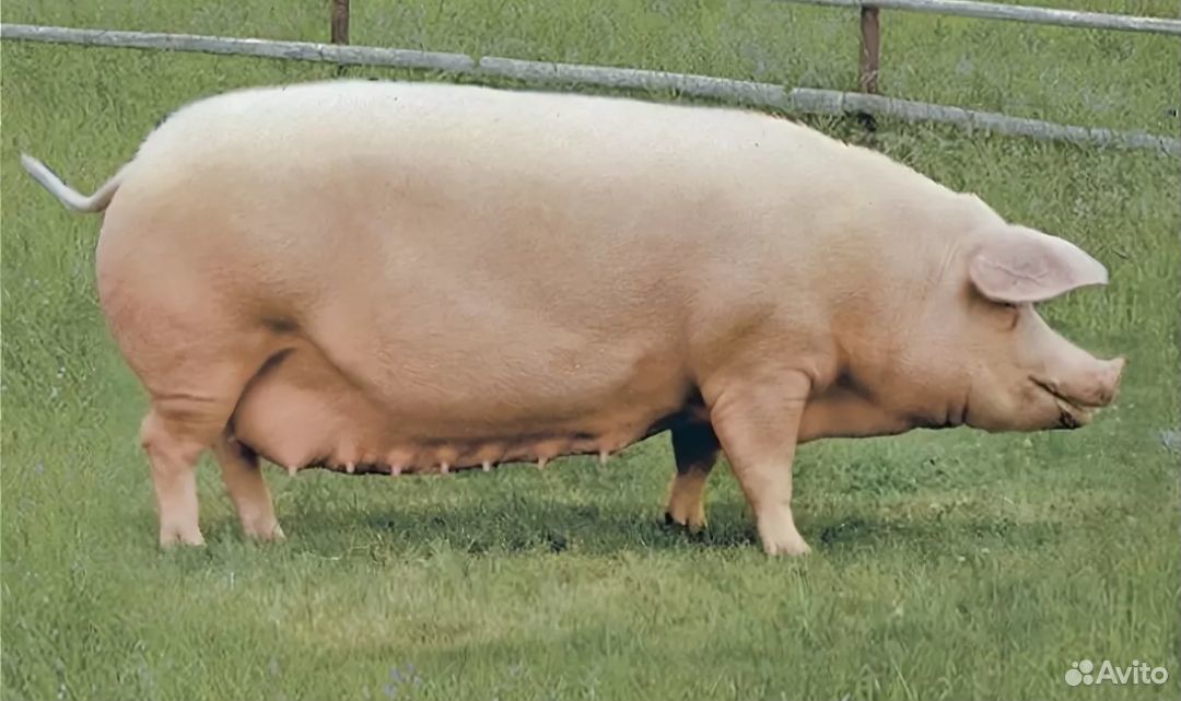 Продолжительность жизни свинки. Ландрас (порода свиней). Датский ландрас. Ландрас порода свиней поросята. Ландрас белая порода свиней.