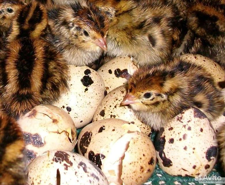 Яйца перепелов (Инкубационные) купить на Зозу.ру - фотография № 2