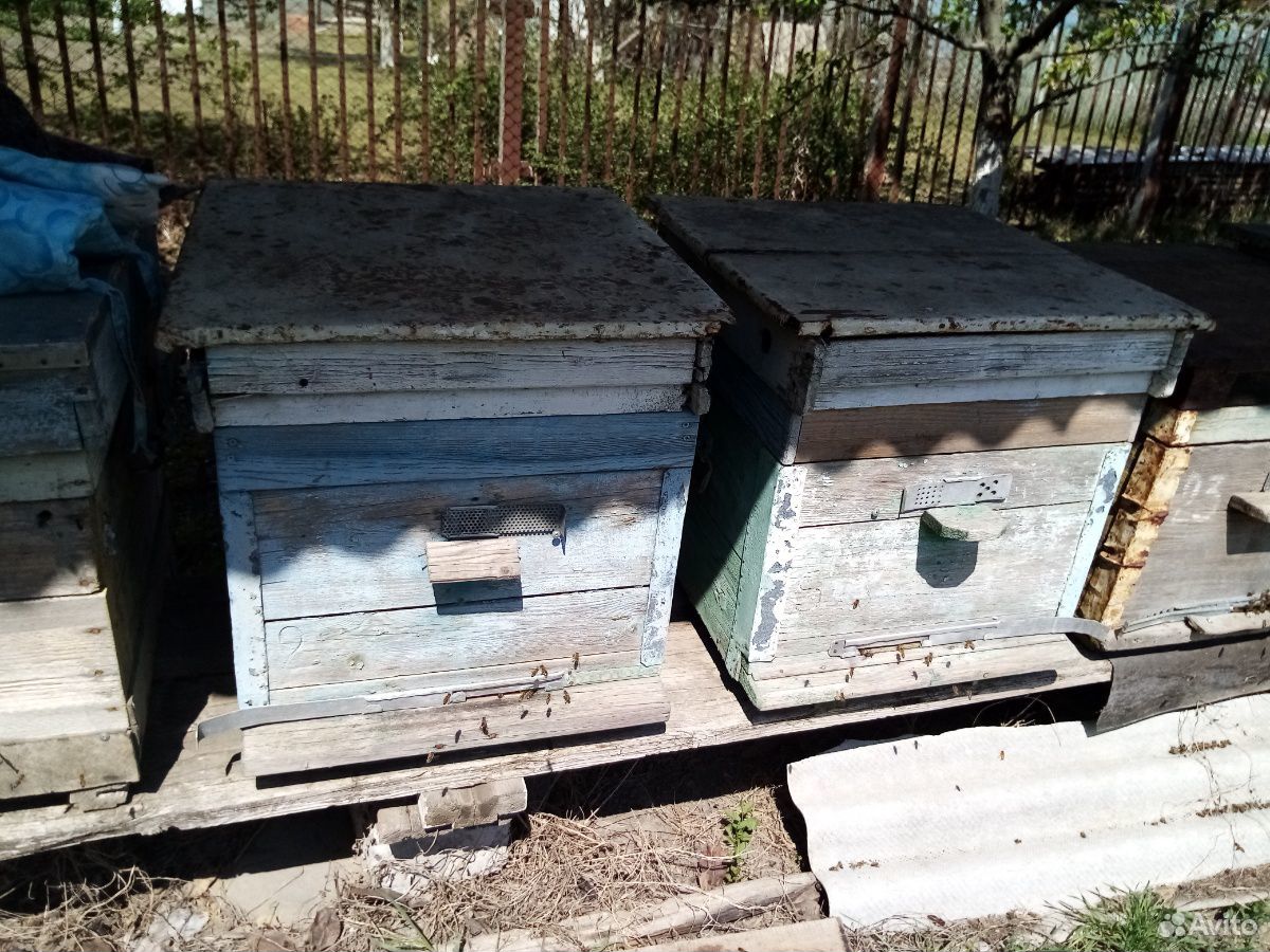 Улей пчелосемьи на высадку, пакеты купить на Зозу.ру - фотография № 3