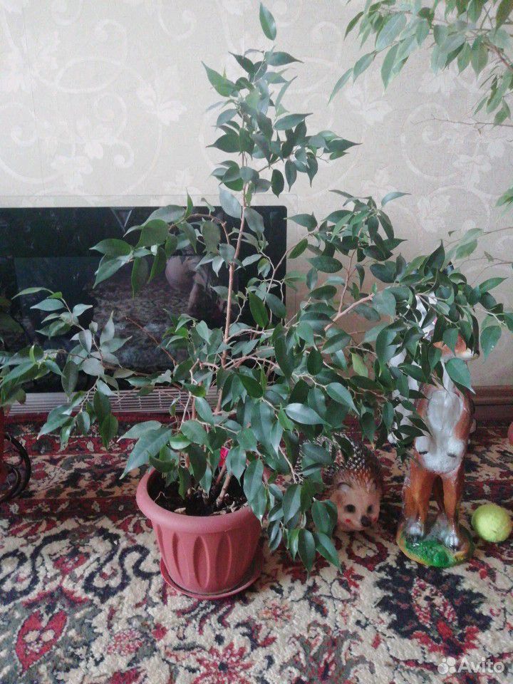 Растение фикус 1,5 м купить на Зозу.ру - фотография № 3