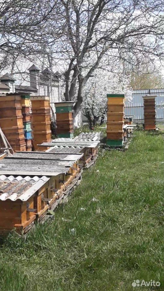 Продаются пчёлы купить на Зозу.ру - фотография № 2