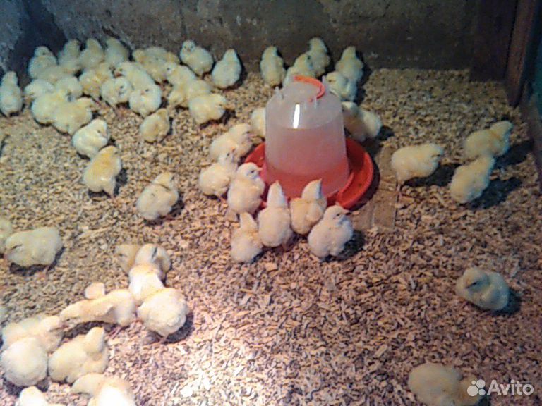 Цыплята суточные купить на Зозу.ру - фотография № 2