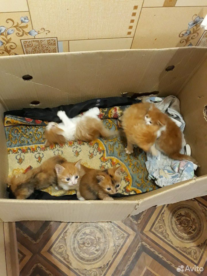 Котяты купить на Зозу.ру - фотография № 2