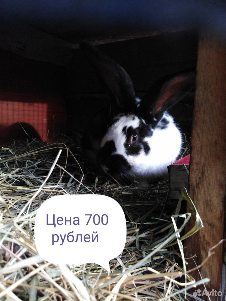 Продам кроликов 1.5-4.0 месячных купить на Зозу.ру - фотография № 6