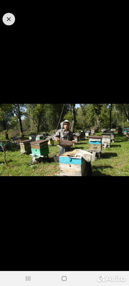 Продам мед купить на Зозу.ру - фотография № 3