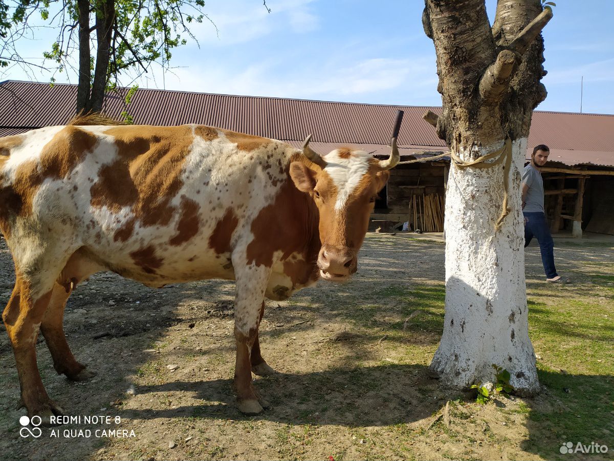 Бычок, тёлка, корова купить на Зозу.ру - фотография № 1