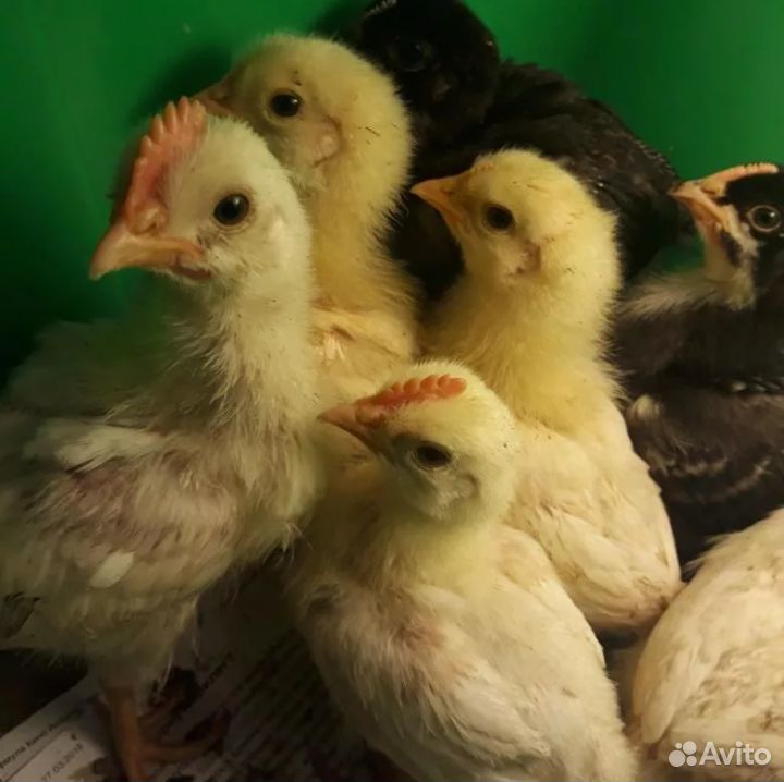 Яичные цыплята купить на Зозу.ру - фотография № 2