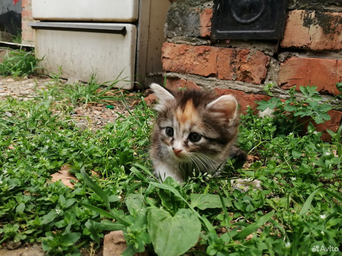 Котята сибирской кошки купить на Зозу.ру - фотография № 1