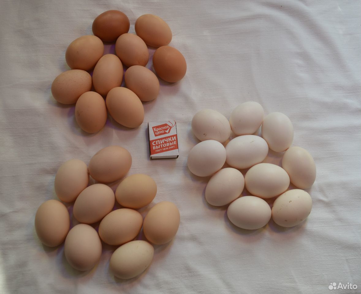 Яйцо инкубационное кур-несушек купить на Зозу.ру - фотография № 8