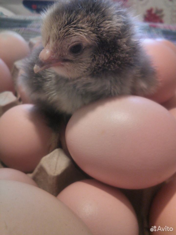 Инкубационное яйцо и подросшие цыплята кур (Брама) купить на Зозу.ру - фотография № 1