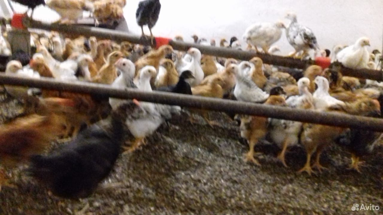Цветные цыплята купить на Зозу.ру - фотография № 1