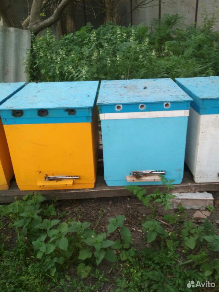 Пчёлы. Семьи на высадку купить на Зозу.ру - фотография № 3