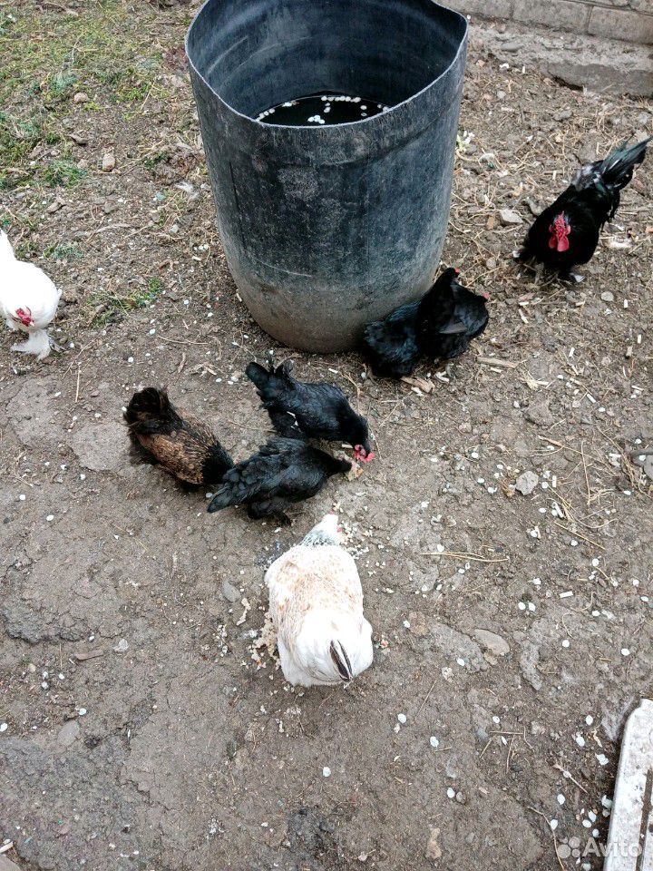 Квочка с цыплятами купить на Зозу.ру - фотография № 9