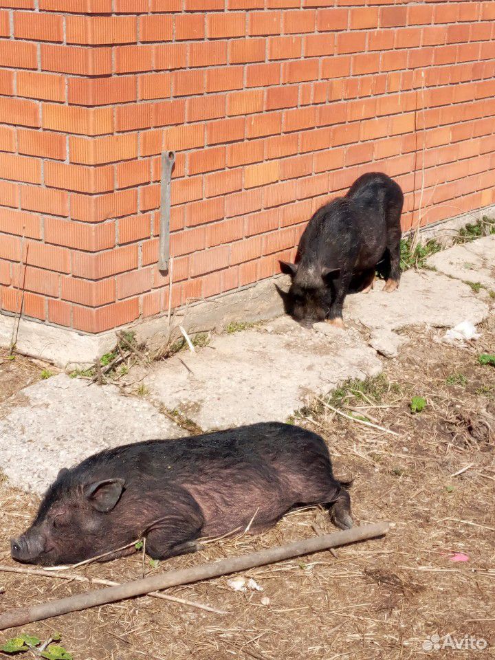 Семья Вьетнамских свинья купить на Зозу.ру - фотография № 2
