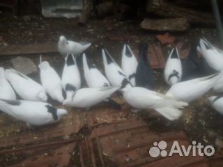 Бакинские голуби (разные) купить на Зозу.ру - фотография № 2