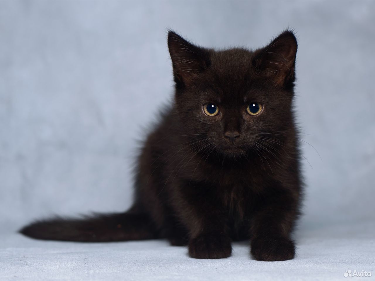 Котята 2 месяца серый пушистый и черный купить на Зозу.ру - фотография № 3