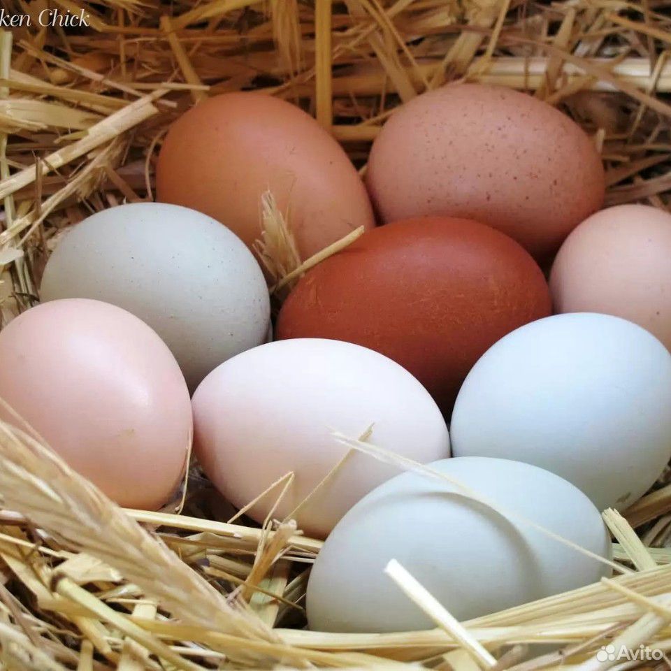 Домашнее яйцо купить на Зозу.ру - фотография № 2
