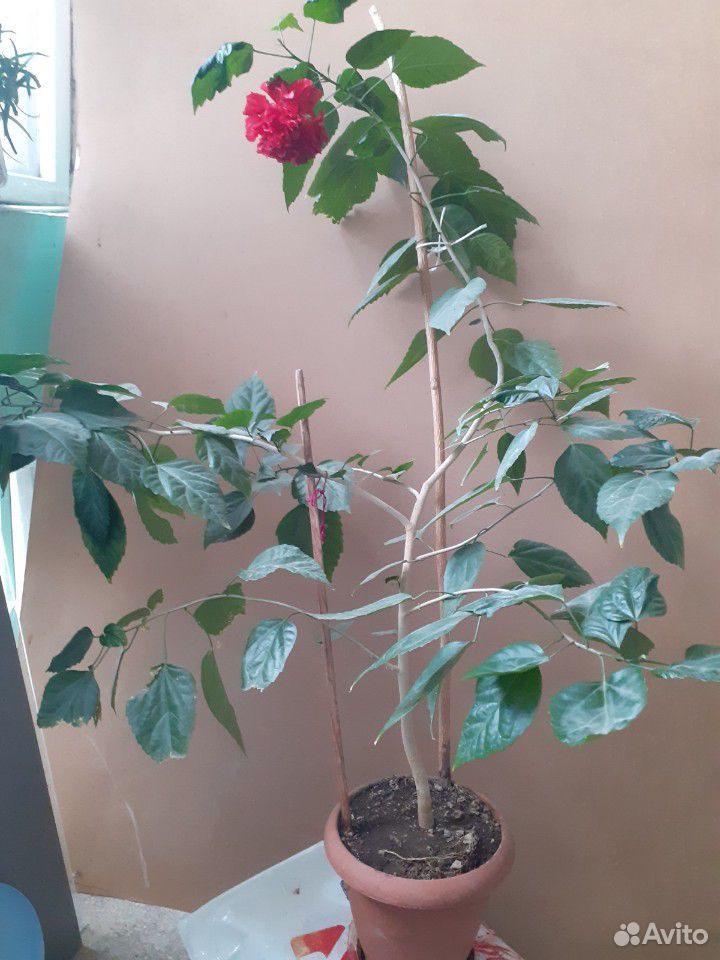 Роза китайская (гибискус) купить на Зозу.ру - фотография № 2