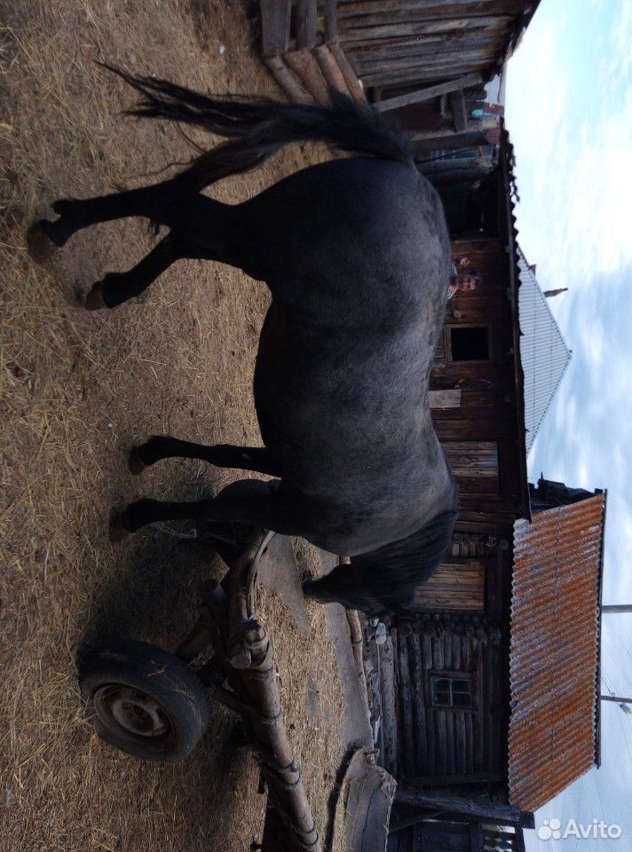 Лошадь. кобыла купить на Зозу.ру - фотография № 3
