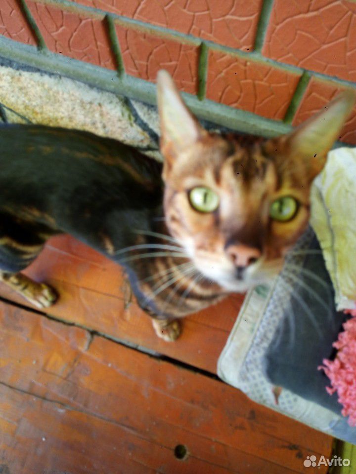 Бенгальский кот купить на Зозу.ру - фотография № 1