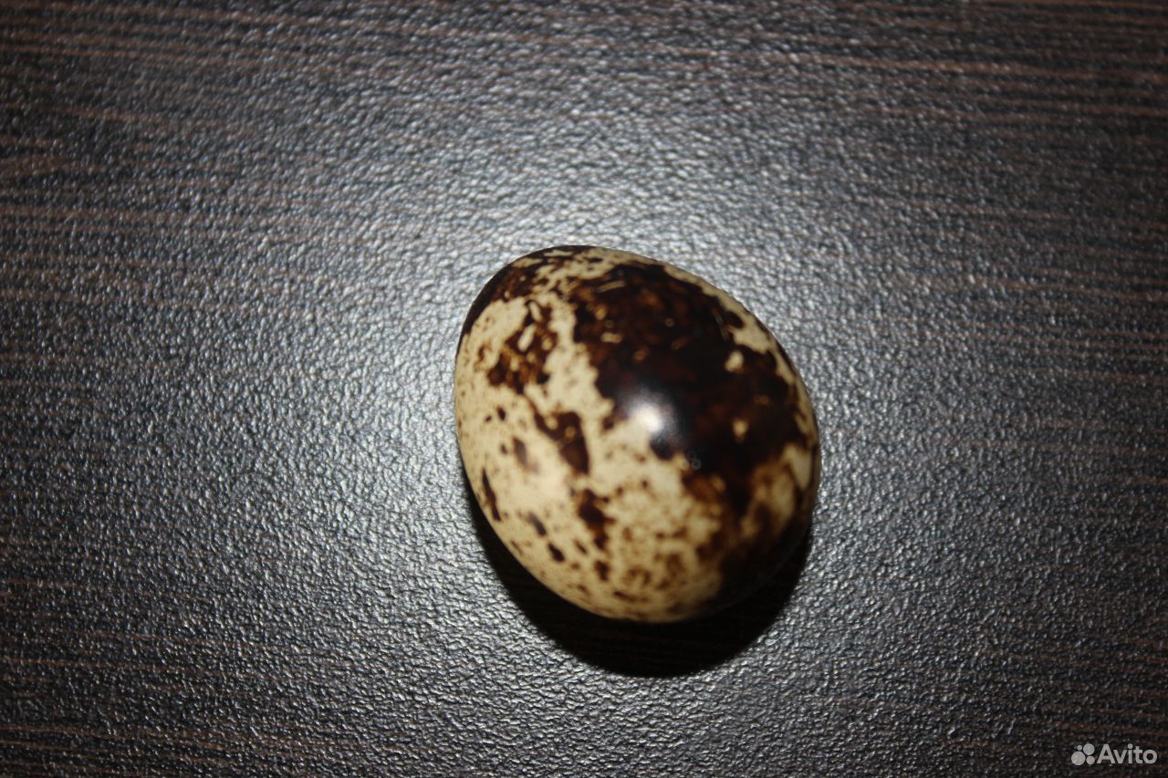 Яйцо перепелиное пищевое купить на Зозу.ру - фотография № 2