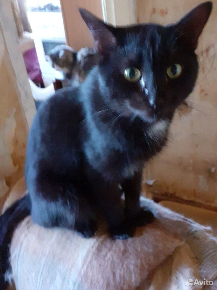 Шикарный черный кот ищет семью купить на Зозу.ру - фотография № 2