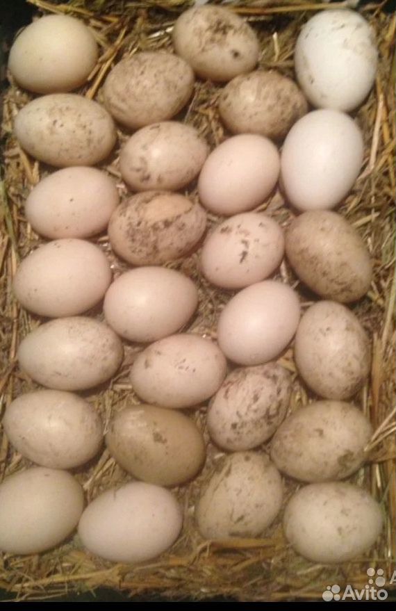 Яйца купить на Зозу.ру - фотография № 2