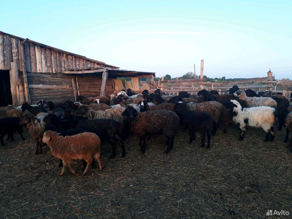 Курдючные овцы 96шт купить на Зозу.ру - фотография № 3