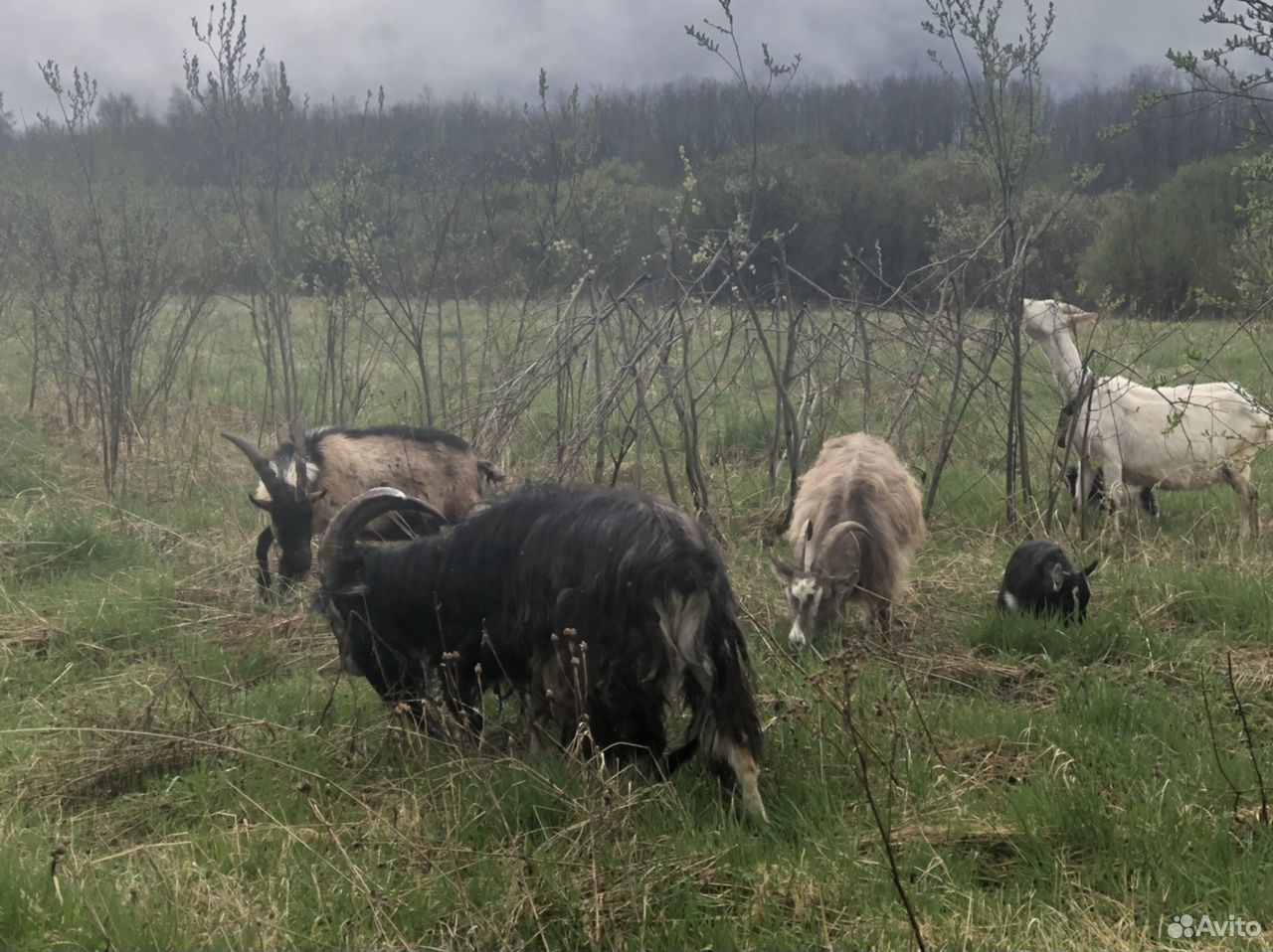 Козы, козлы и козлята А также бычок на мясо купить на Зозу.ру - фотография № 6