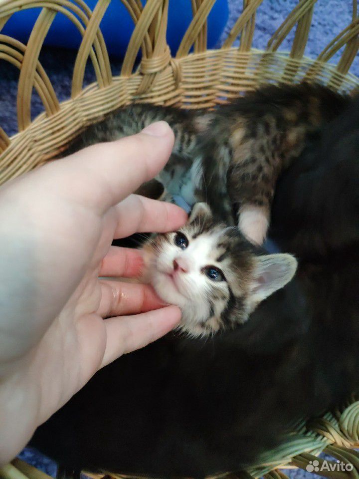 Милые котята ищут новый дом купить на Зозу.ру - фотография № 9