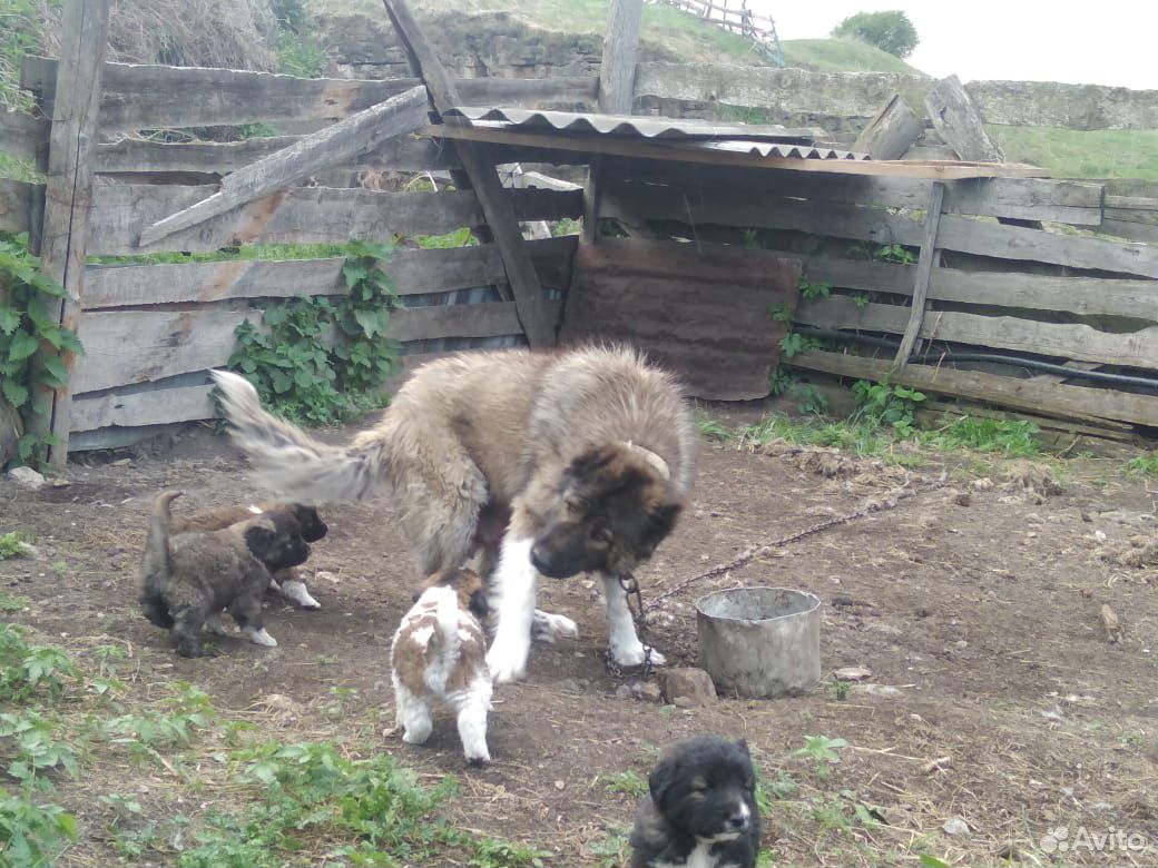 Продаются щенята кавказской овчарки купить на Зозу.ру - фотография № 6