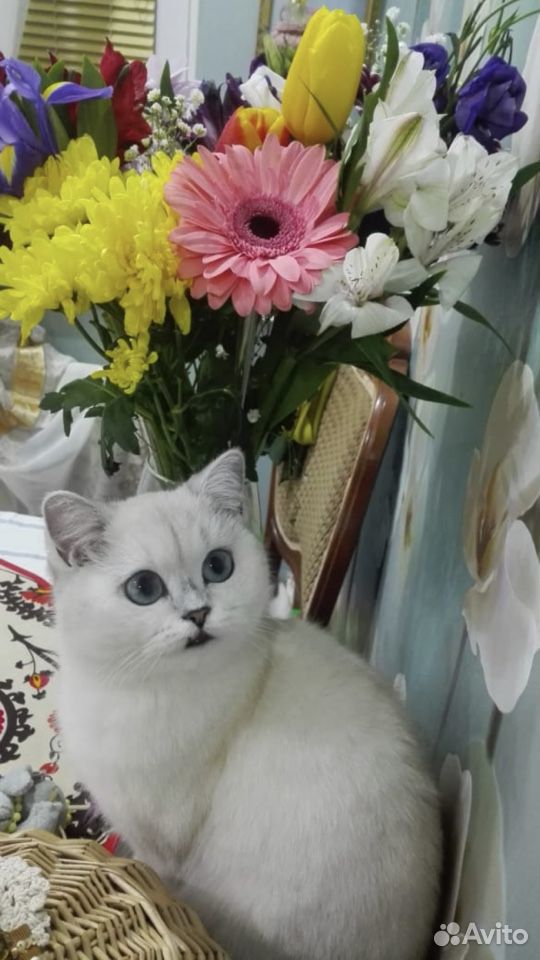 Вязка. Британская кошка шиншилла короткошерстная купить на Зозу.ру - фотография № 3