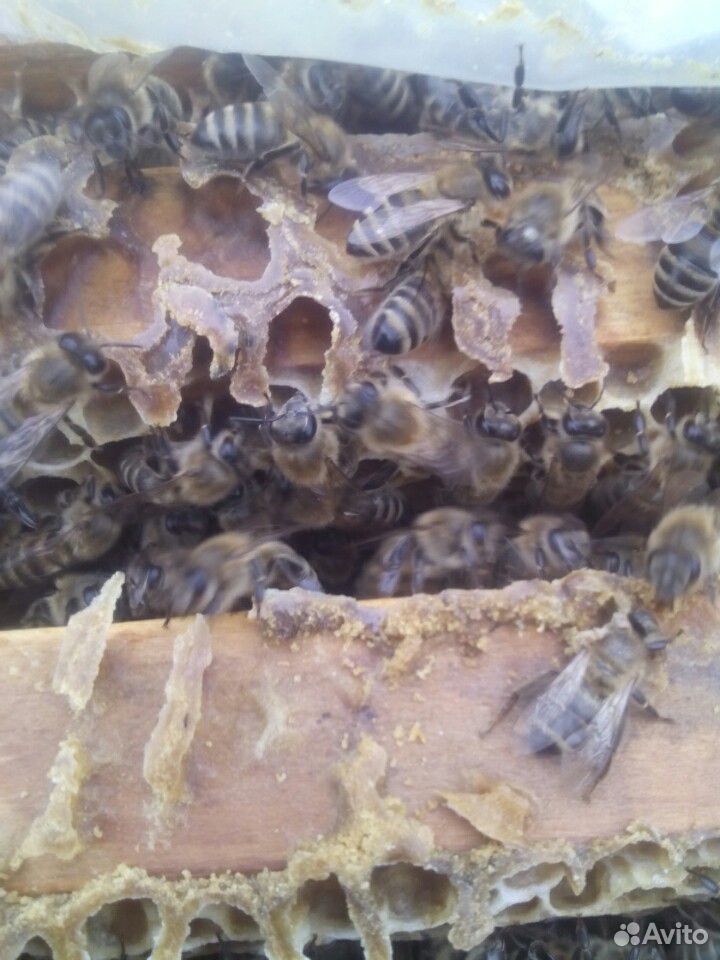 Пчёлопакеты купить на Зозу.ру - фотография № 3