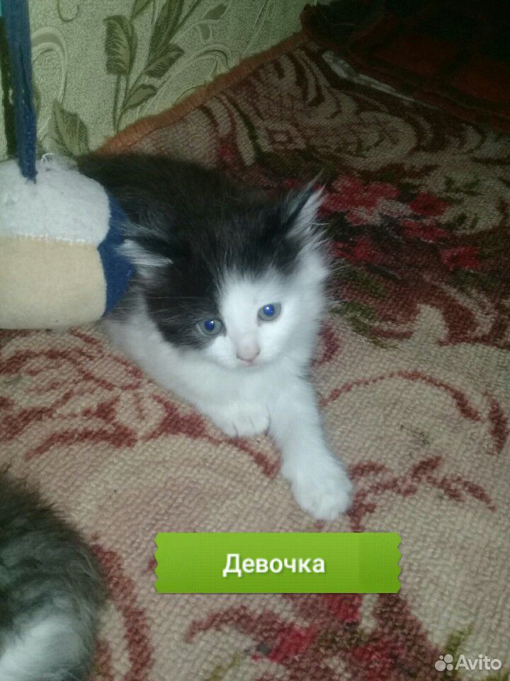 Котятки купить на Зозу.ру - фотография № 2