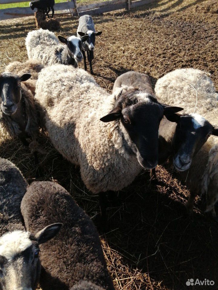 Бараны, овцы купить на Зозу.ру - фотография № 3