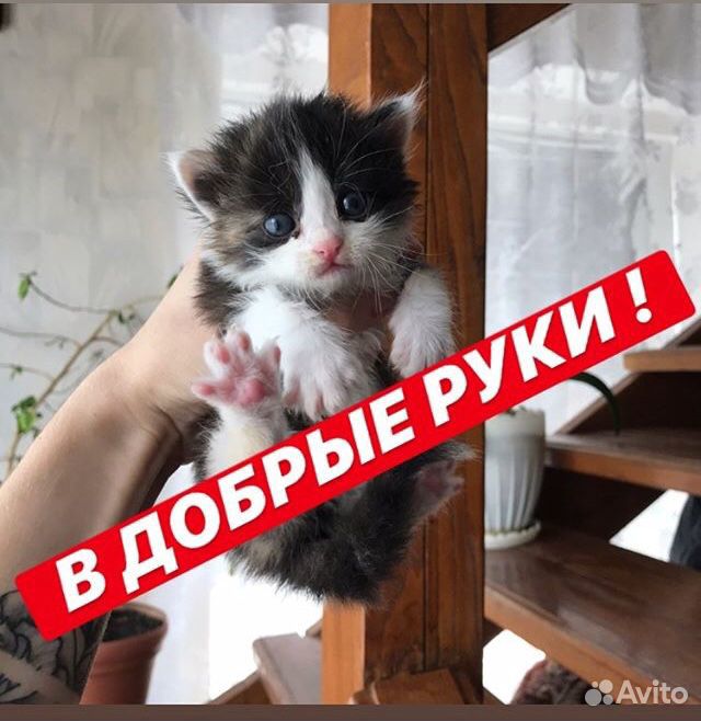 Котяточки купить на Зозу.ру - фотография № 4