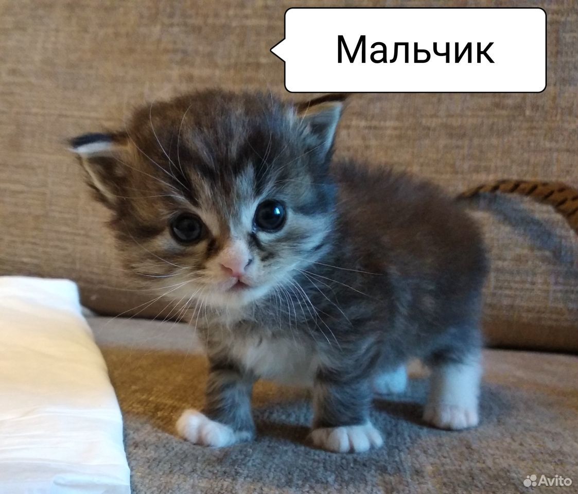 Котята сибирские купить на Зозу.ру - фотография № 1