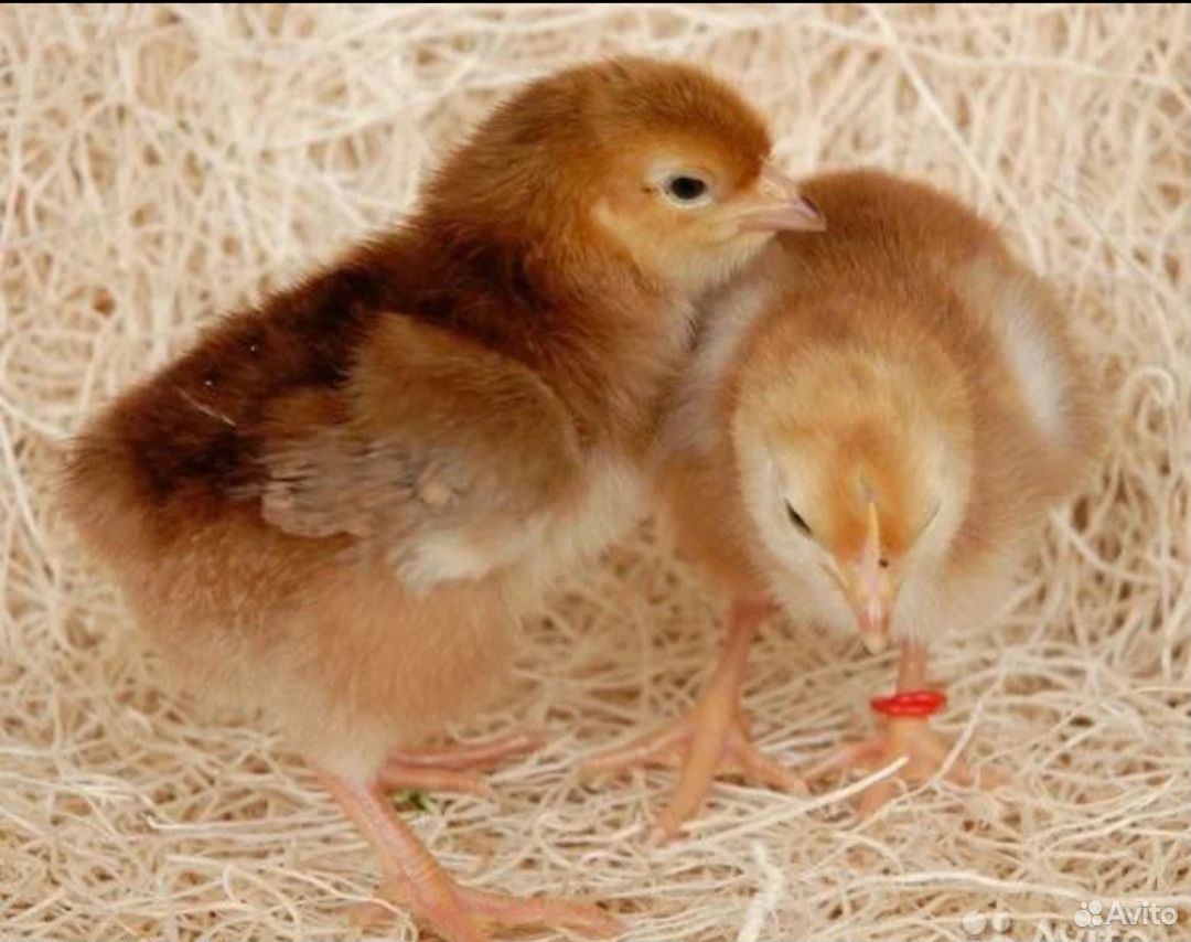 Красные птенцы. Цыплята Ломан Браун. Родонит цыплята суточные. Птенцы Ломан Браун. Цыплята породы родонит.