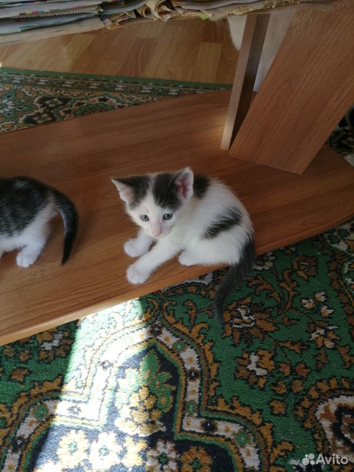 Милые котята от умной и ласковой кошки (2 мальчика купить на Зозу.ру - фотография № 4