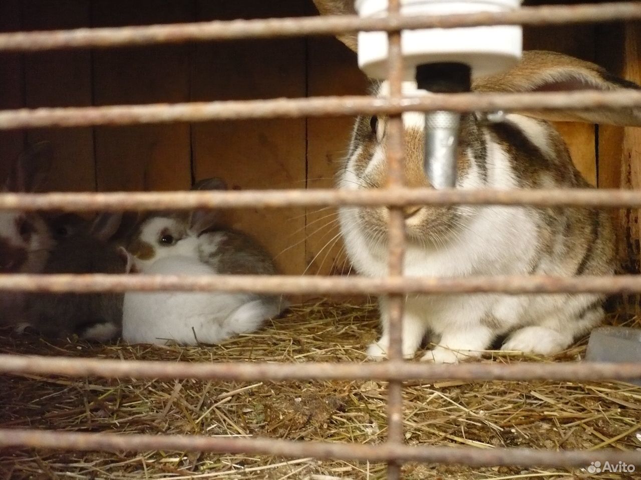 Кролики великаны обмен купить на Зозу.ру - фотография № 8