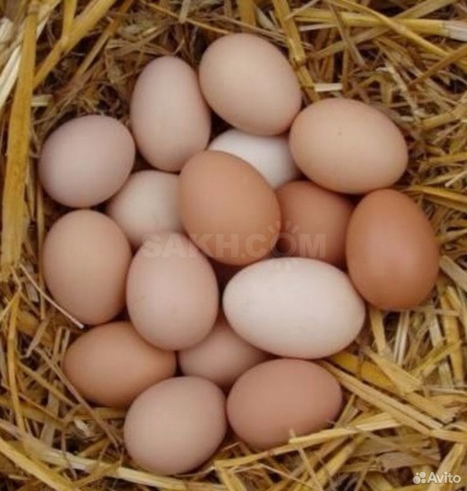 Яйцо домашнее с доставкой купить на Зозу.ру - фотография № 1