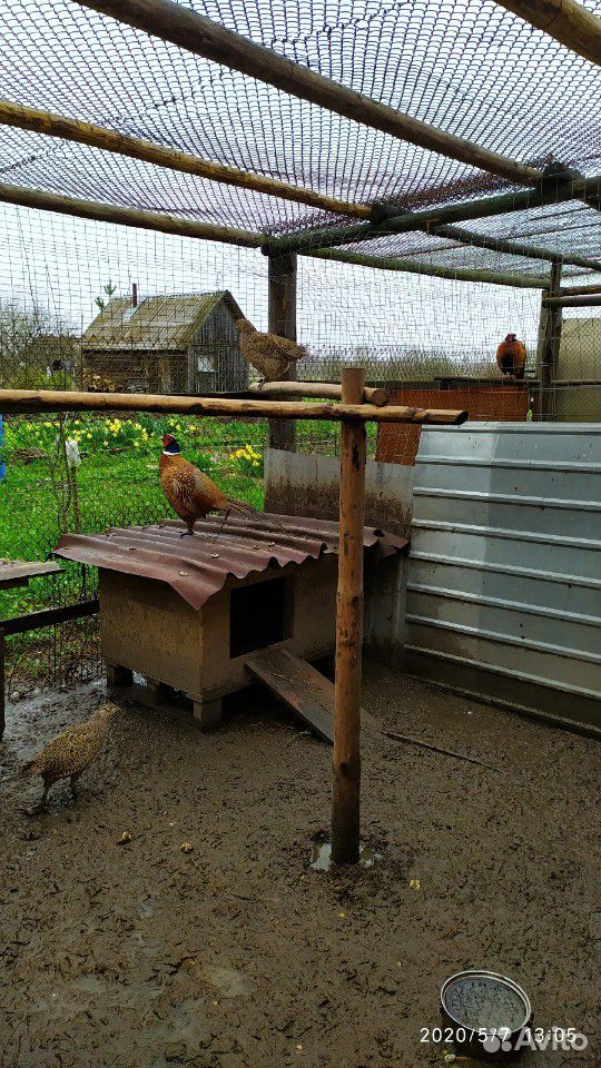 Инкубационные яйца фазанов купить на Зозу.ру - фотография № 3