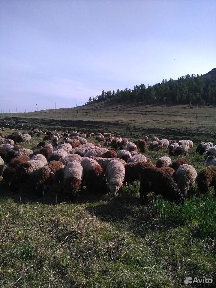 Молодняк овец 2019 купить на Зозу.ру - фотография № 1