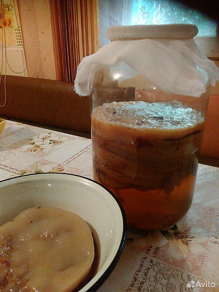 Чайный гриб на 1 литр