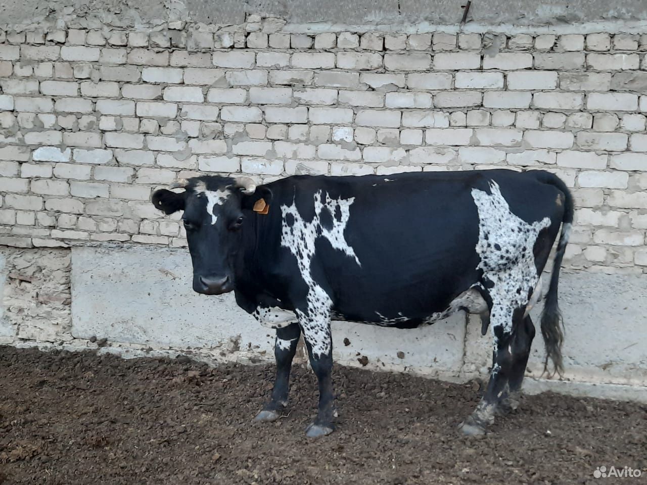 Корова с телёнком 60 тыс купить на Зозу.ру - фотография № 1